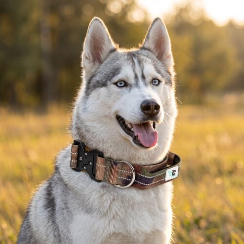 Camouflage reflektierende Hundehalsband von Lina Pet