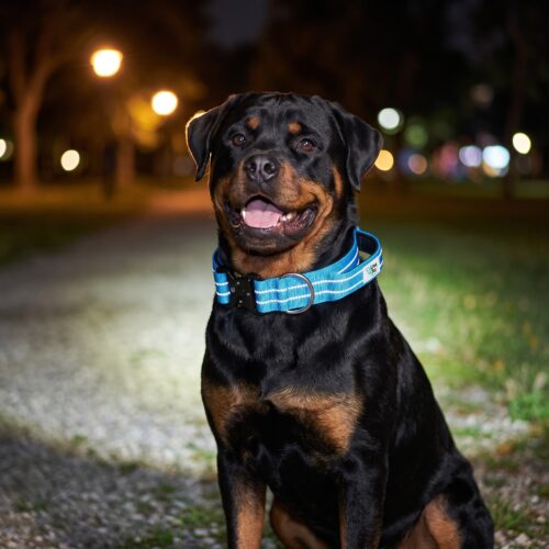 Türkise reflektierende Hundehalsband von Lina Pet